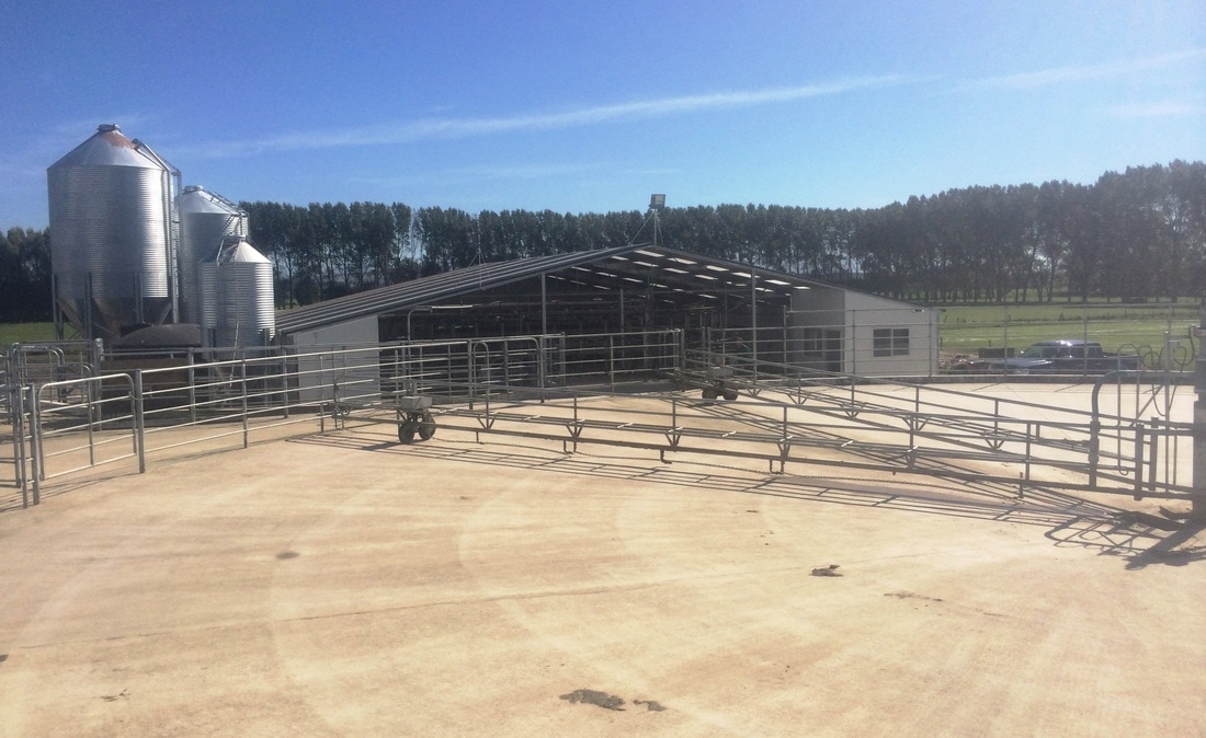 Building rotary dairy sheds, herringbone dairy sheds, Ashburton, Timaru, Canterbury.  
